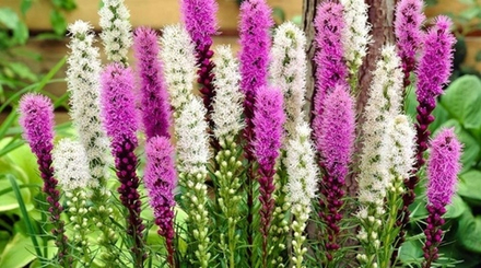 Лиатрис колосковый Кобальд С2