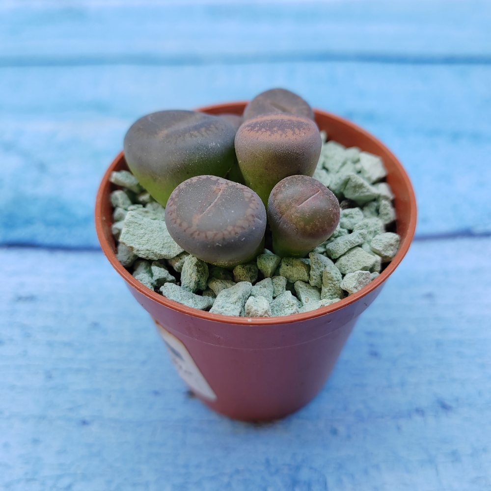 Lithops sp. (Литопсы)