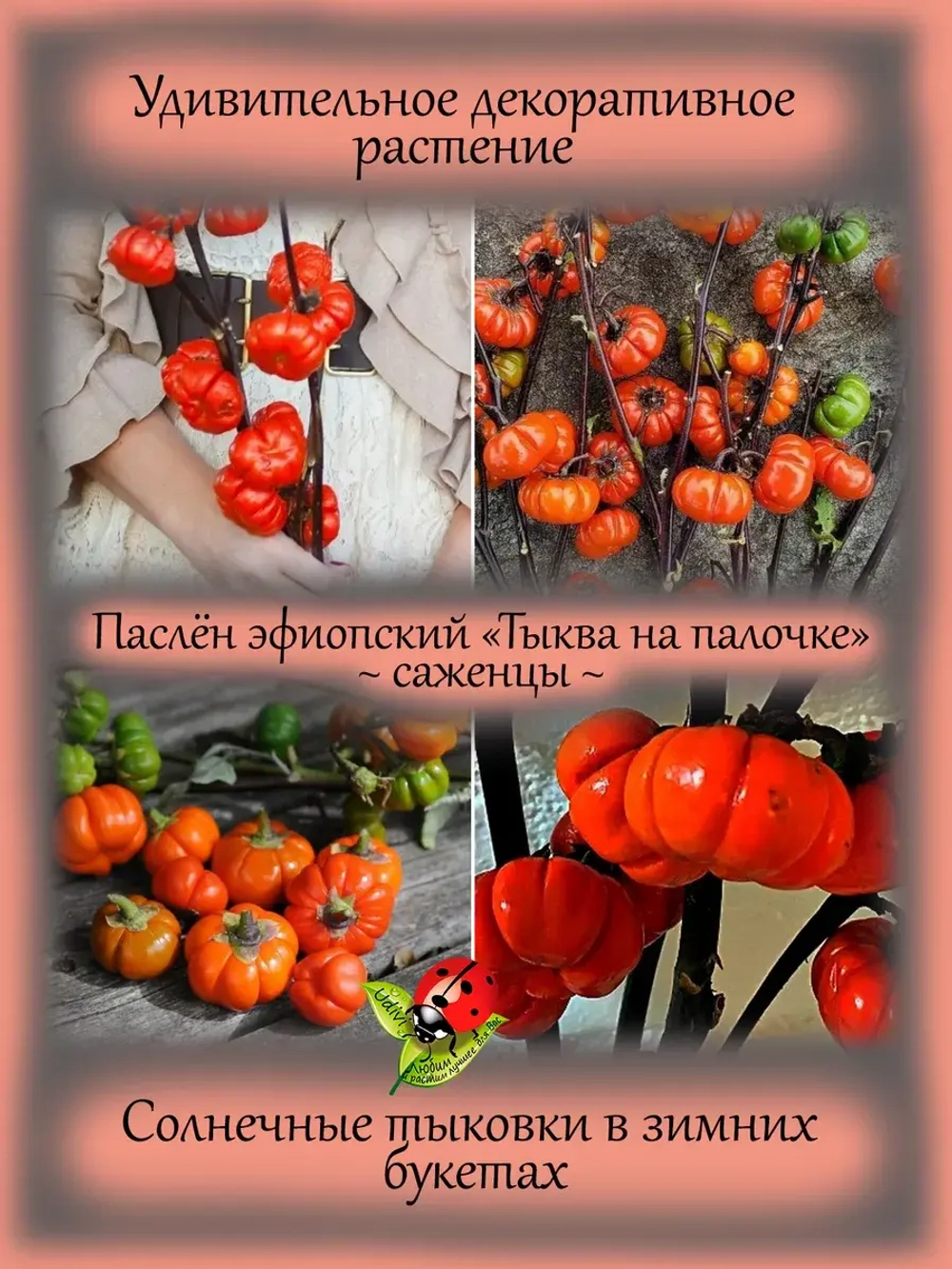 Паслён эфиопский "Тыква на палочке"