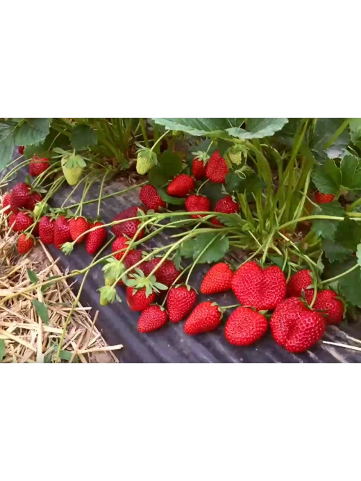 Земляника садовая Кабрильо Р9 Закупка М65 май-июнь 2026