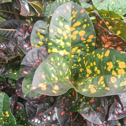 Кротон ASMARA BANGUN