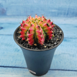Gymnocalycium Variegata (Гимнокалициум Вариегатный)