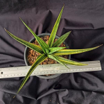 Сансевиерия PHENOMENAL YELLOW VAR