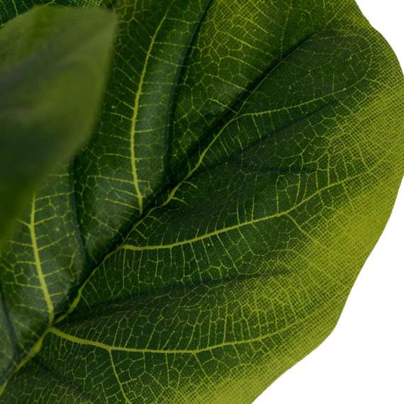 Фикус Лирата высота 180 см, 3 ствола