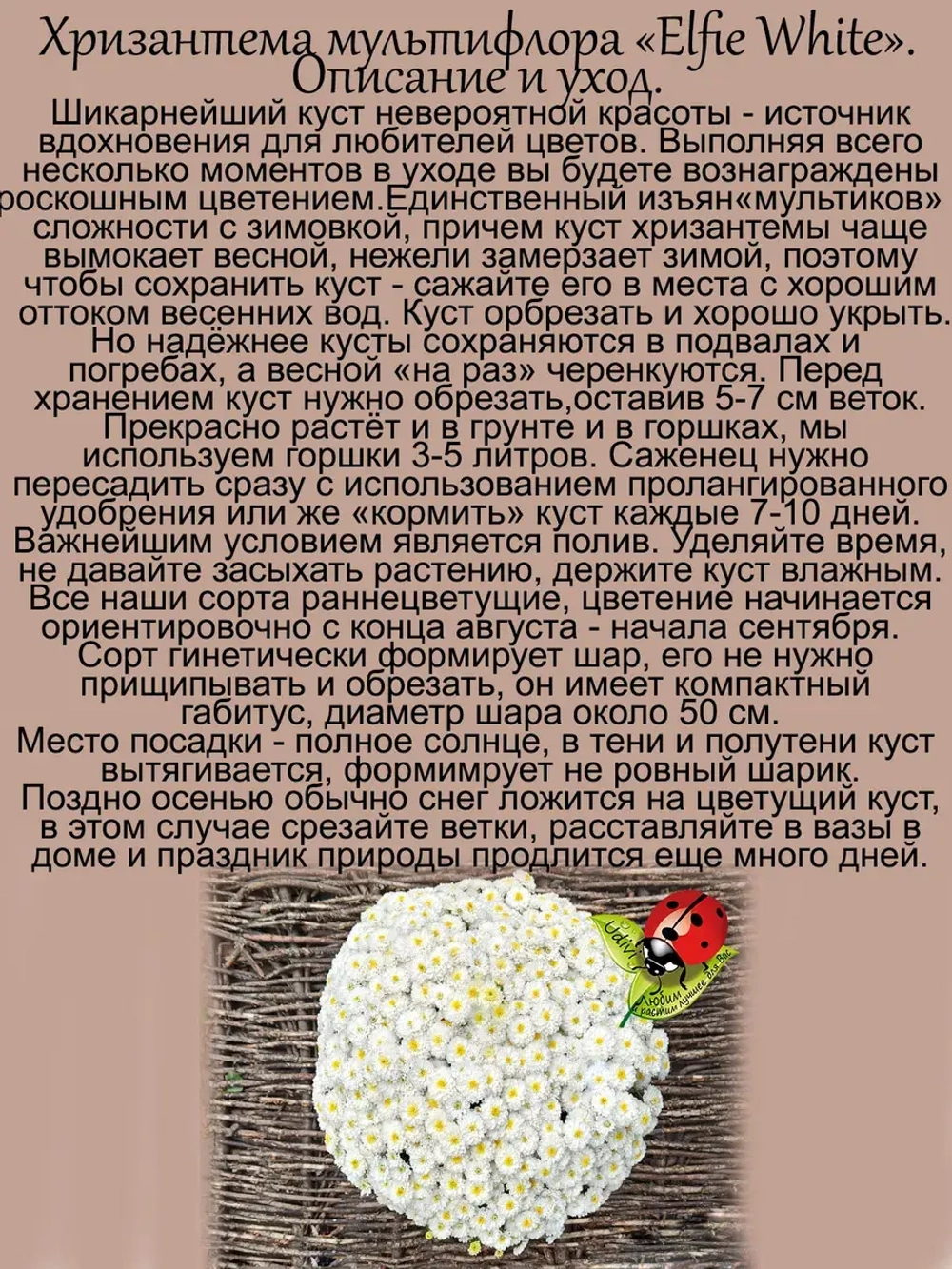 Хризантема Белый Эльф мультифлора