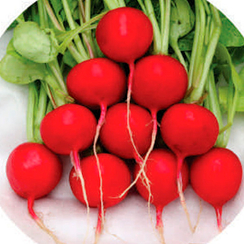 АУТЕЛЛА F1 семена редиса (Hazera | Хазера)