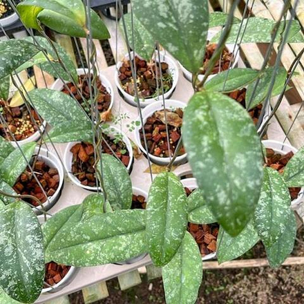 Хойя FORBESII SP TABALONG