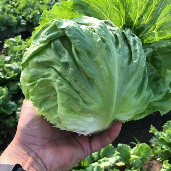 Диамантинас семена салата айсберг (Rijk Zwaan /ALEXAGRO) культура