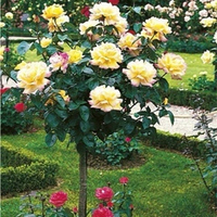 Роза Глория Дей штамб 90-100 см Закупка М17 весна 2026
