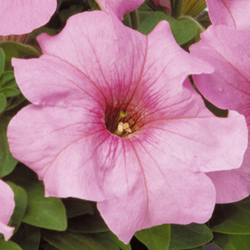 Петуния грандифлора Игл Пастел Пинк (100др) Витагрин Профи