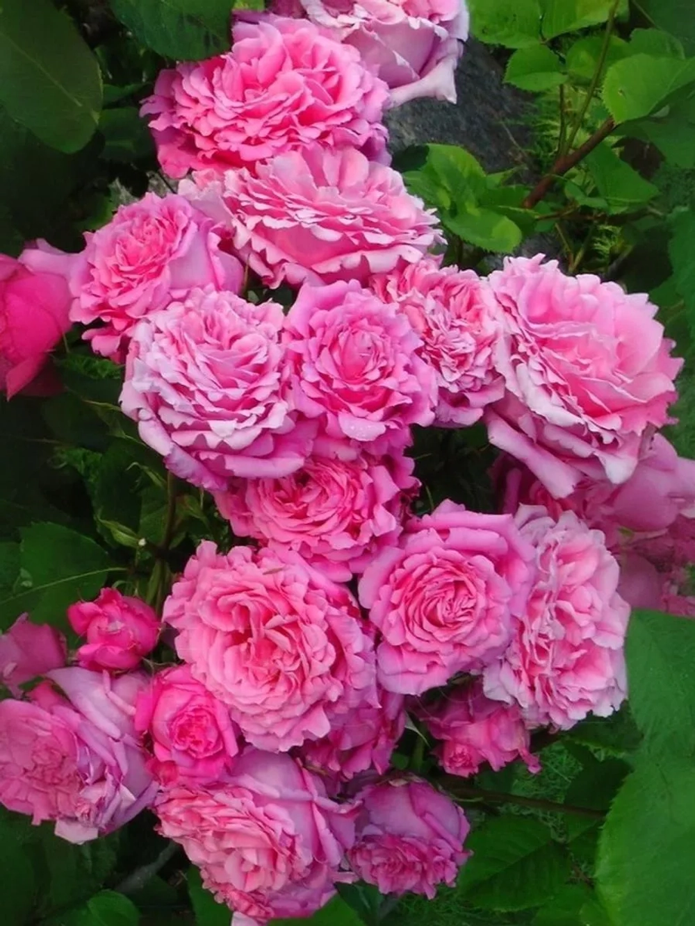 Роза плетистая Бьянвеню