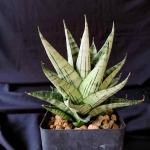 Сансевиерия NAKORN LUANG