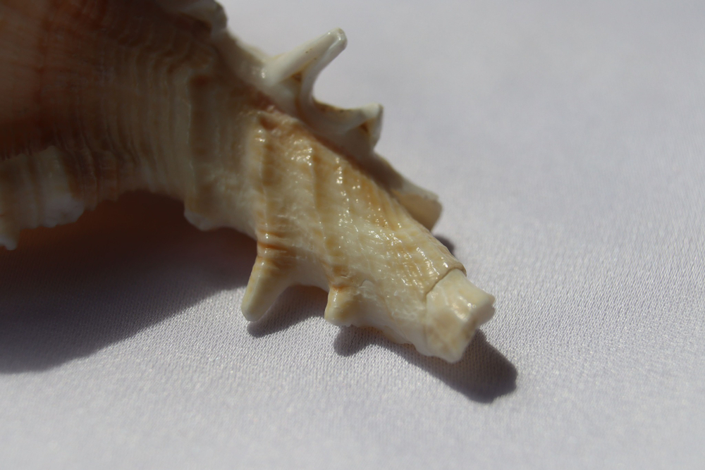 Мурекс плисифероидес (Murex pliciferoides)