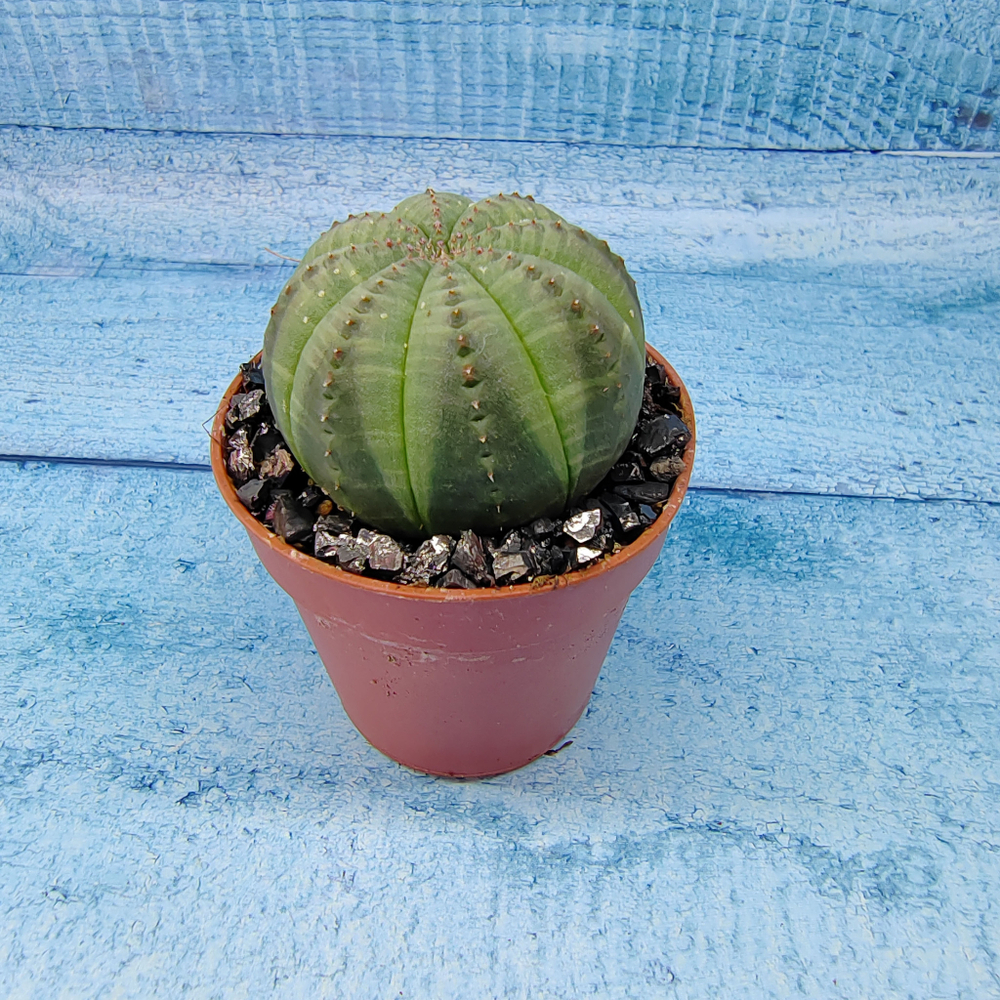 Euphoria Obesa (Эуфорбия)