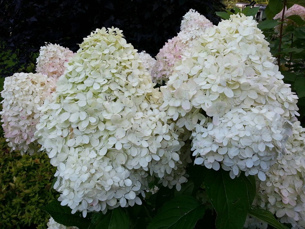 Фантом (Hydrangea paniculata Phantom)