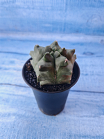 Astrophytum Myriostigma monstrosa (Астрофитум)