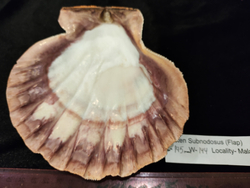 Пектен Субнодосус "130-160мм"-створка