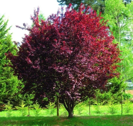 Сакура "Nigra"