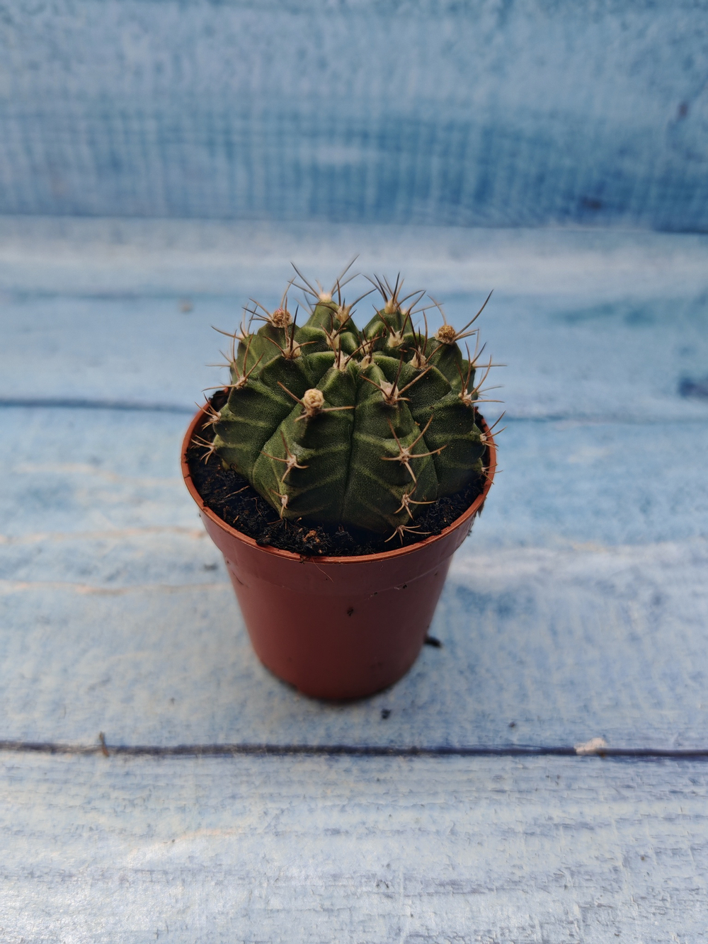Gymnocalycium Friedrichii (Гимнокалициум)