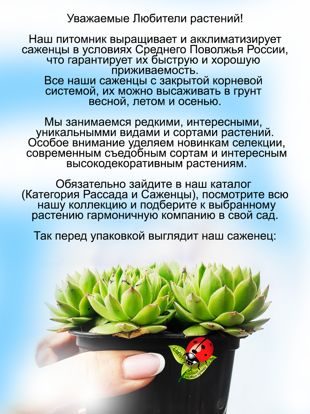 Молодило Шароносное матовое каменная роза