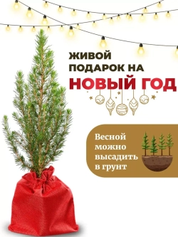 Саженец Ель канадская Коника новогодняя