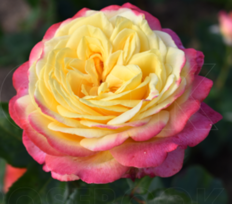 Роза чайно-гибридная Кордес Джубили