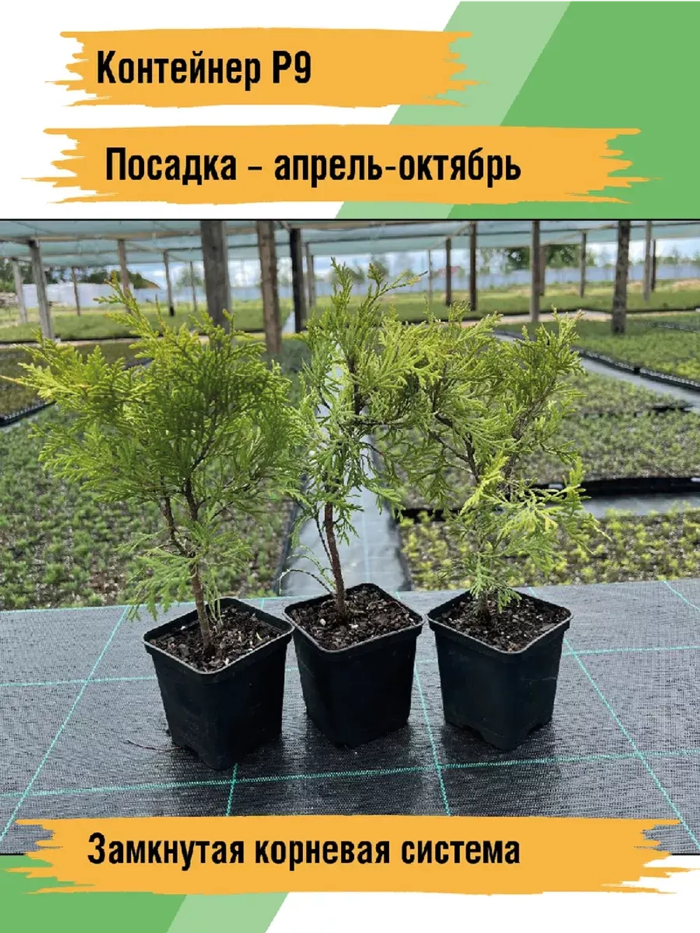 Туя саженец западная Вудварди хвойные деревья