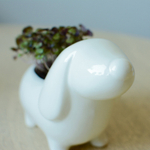 Набор для выращивания eco Собачка