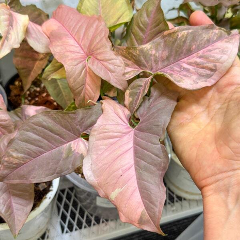 Сингониум DOUBLE RED VARIEGATED