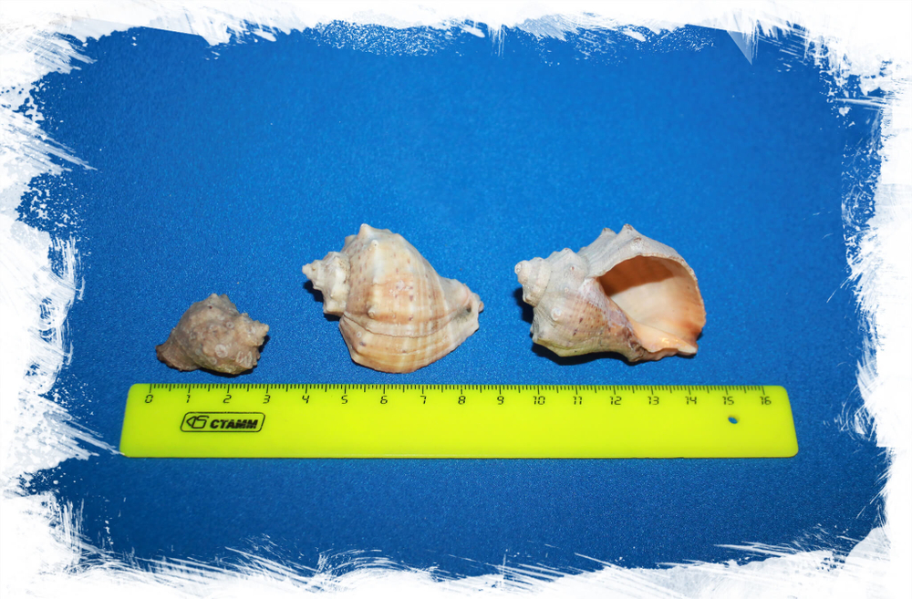 Ракушки для декора Рапана