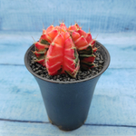 Gymnocalycium Variegata (Гимнокалициум Вариегатный)