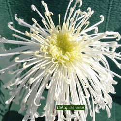 Down Pour крупноцветковая хризантема /ан 3 /поставка весна 2026г/