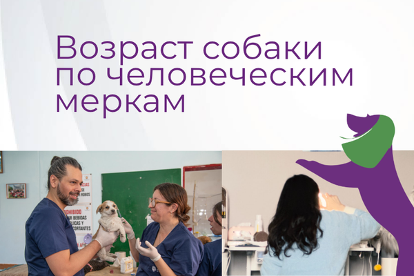 Возраст собаки по человеческим меркам Возраст собаки по человеческим меркам