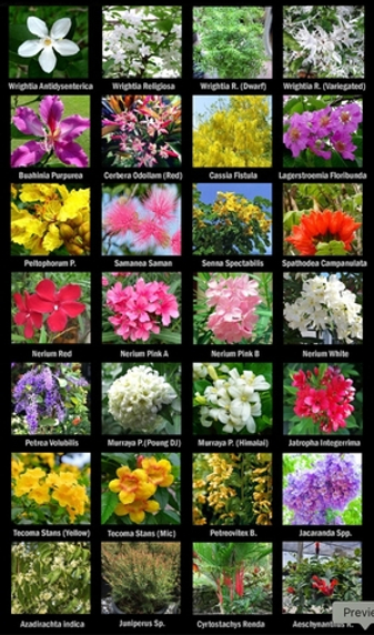 Иксора, круглый кумкват, аламанда, табернемонтана и другое