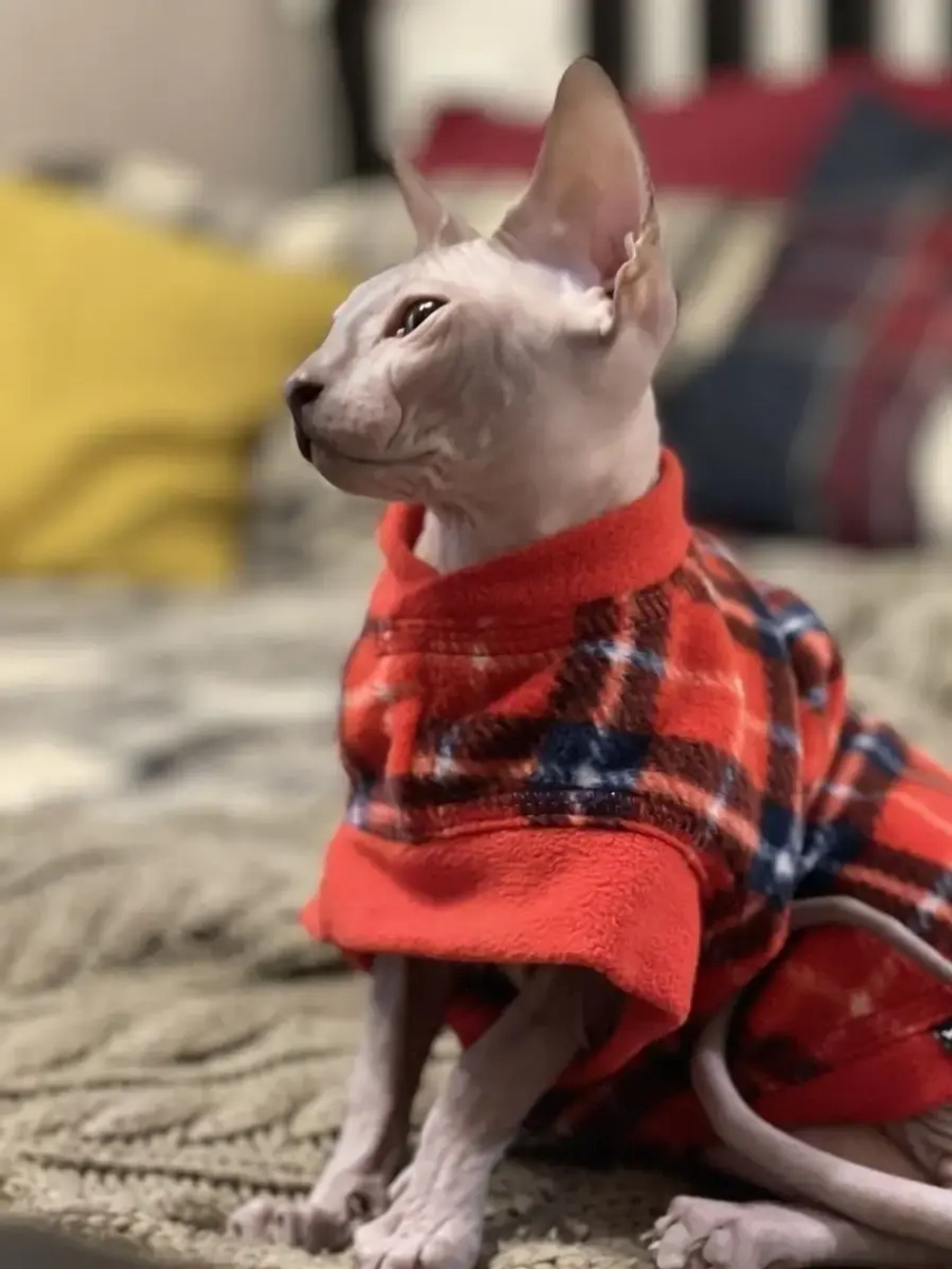 Одежда свитер для сфинксов кошек