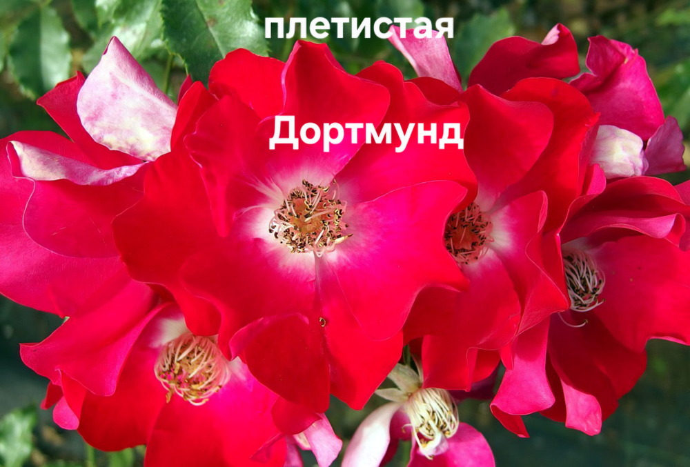 Саженцы роз плетистая ДОРТМУНД