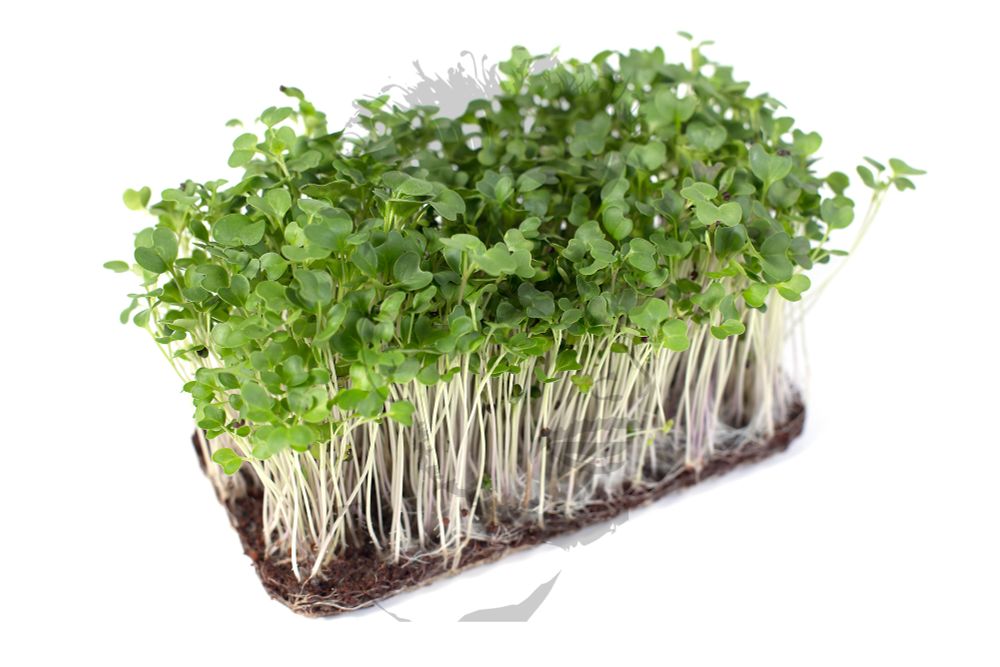 капуста кольраби