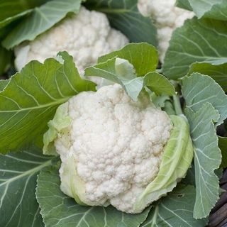 Капуста цветная Уайт Эксел F1 1000 (семян)