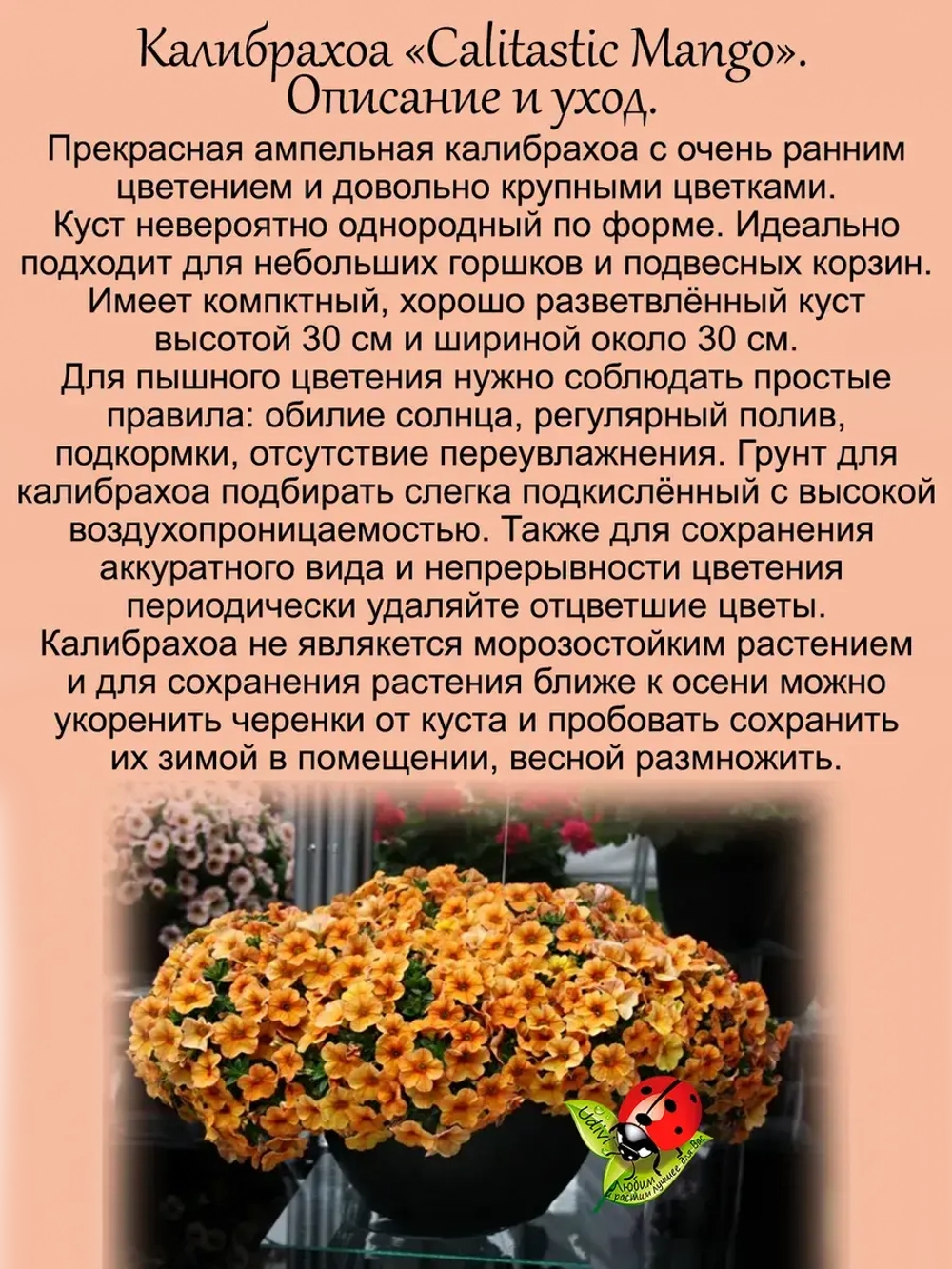 Калибрахоа Идеальный манго ампельная
