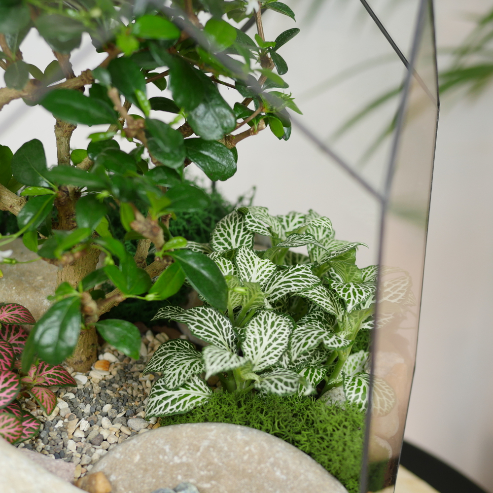 Готовый флорариум бонсай Кармона Цефей с озером