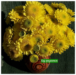 Хризантема кустовая Puma lemon 🌼 к.73