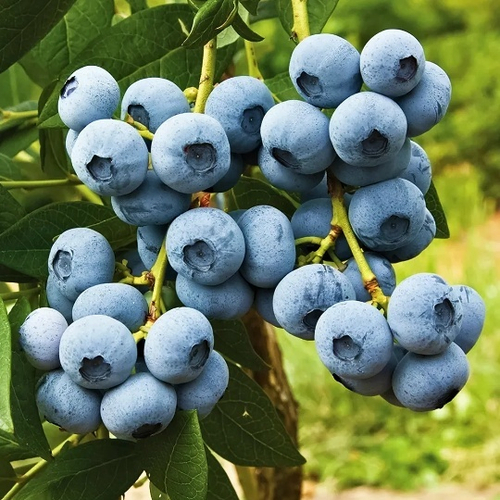 Голубика Калипсо