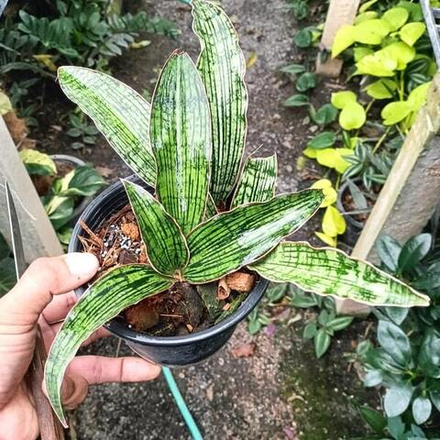 Сансевиерия CLEOPATRA