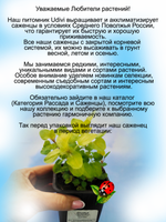 Душица Золото (орегано) пряность многолетняя
