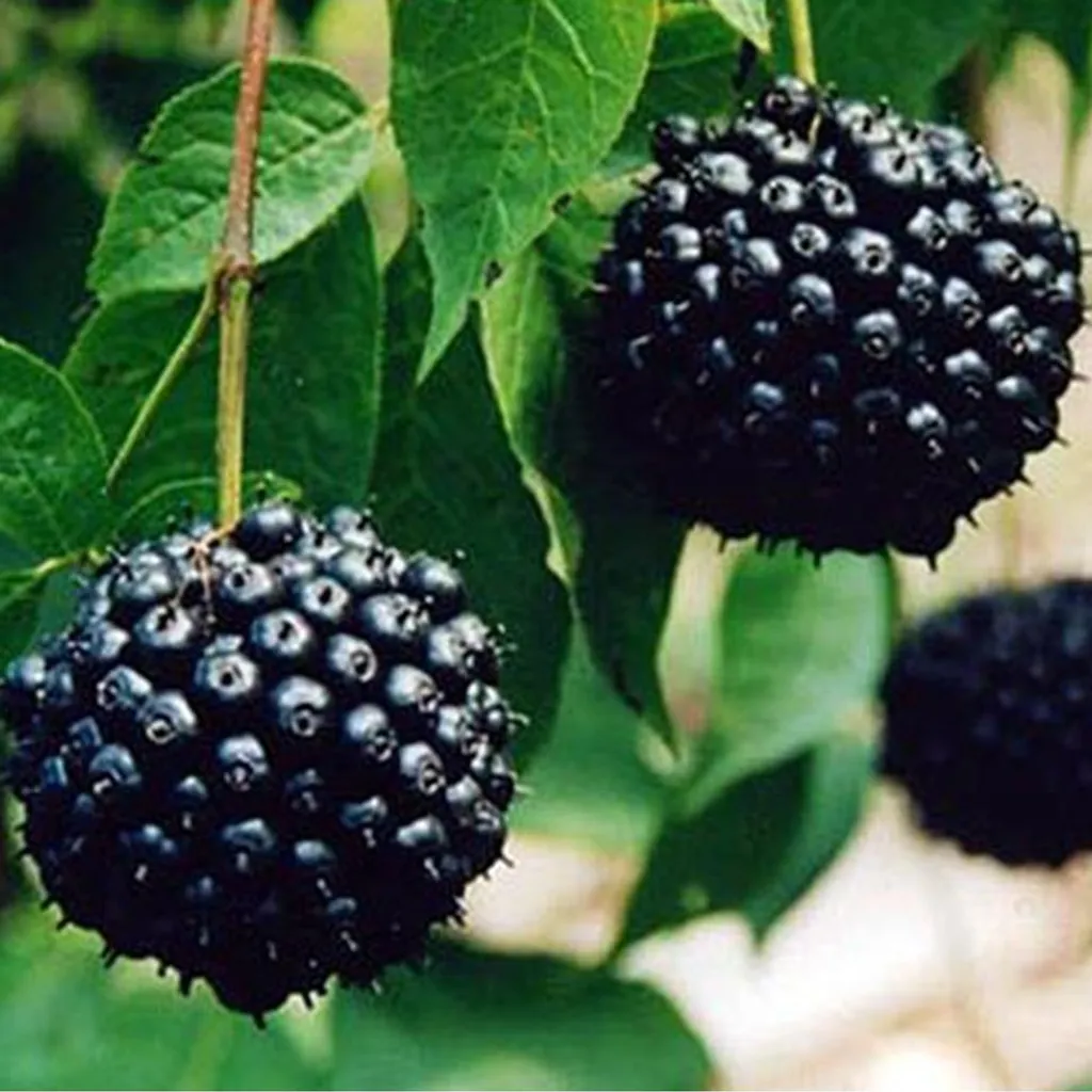 Элеутерококк колючий (корень)