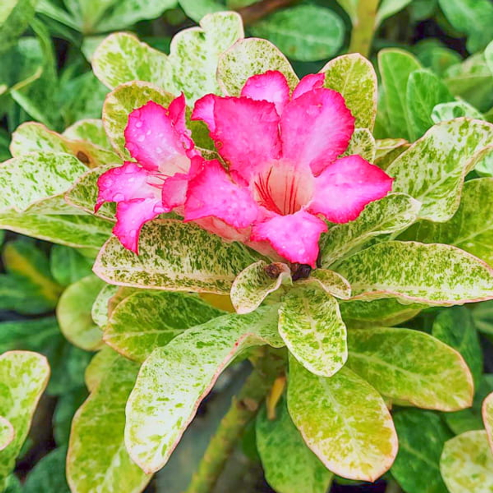 Адениум вариегатный QUEEN OF MARBLE