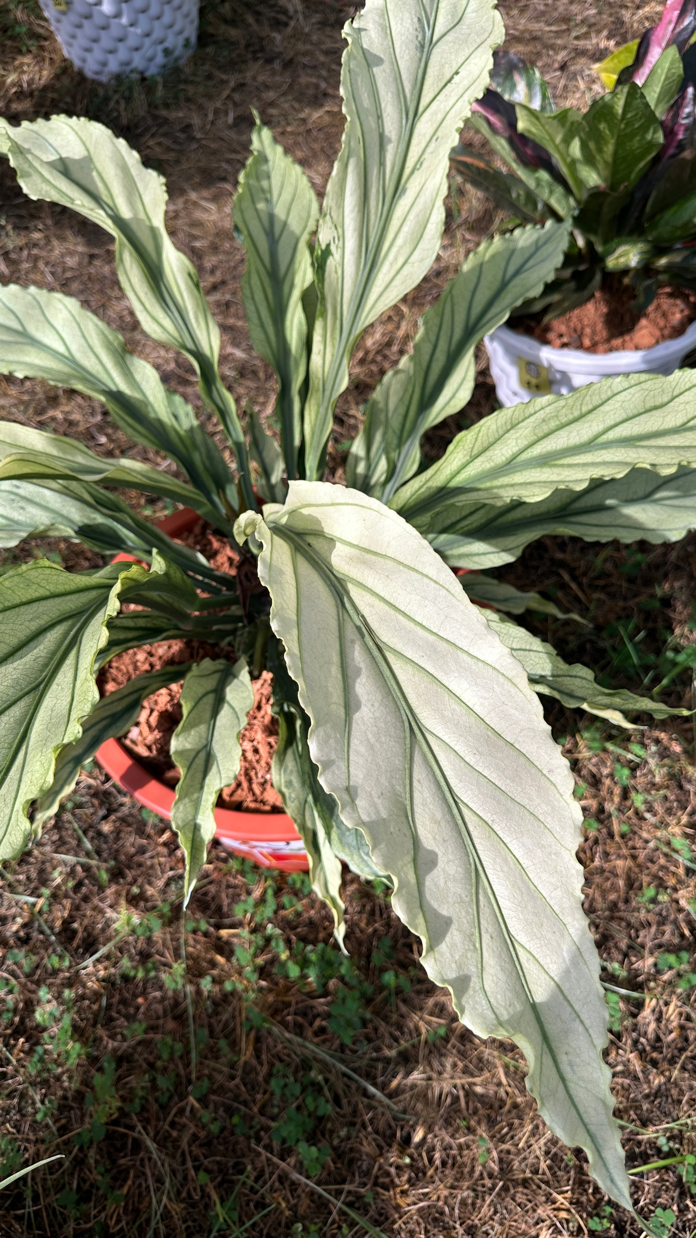 Декоративнолиственные антуриумы на выставке в Бангкоке. Декабрь 2025