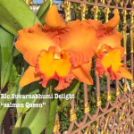 Орхидея ринхолелиокаттлея RLC. SUVARNABHUMI DELIGHT SALMON QUEEN