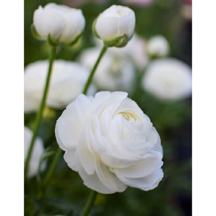 Ранункулюс Белый (10 шт) Волжский Сад