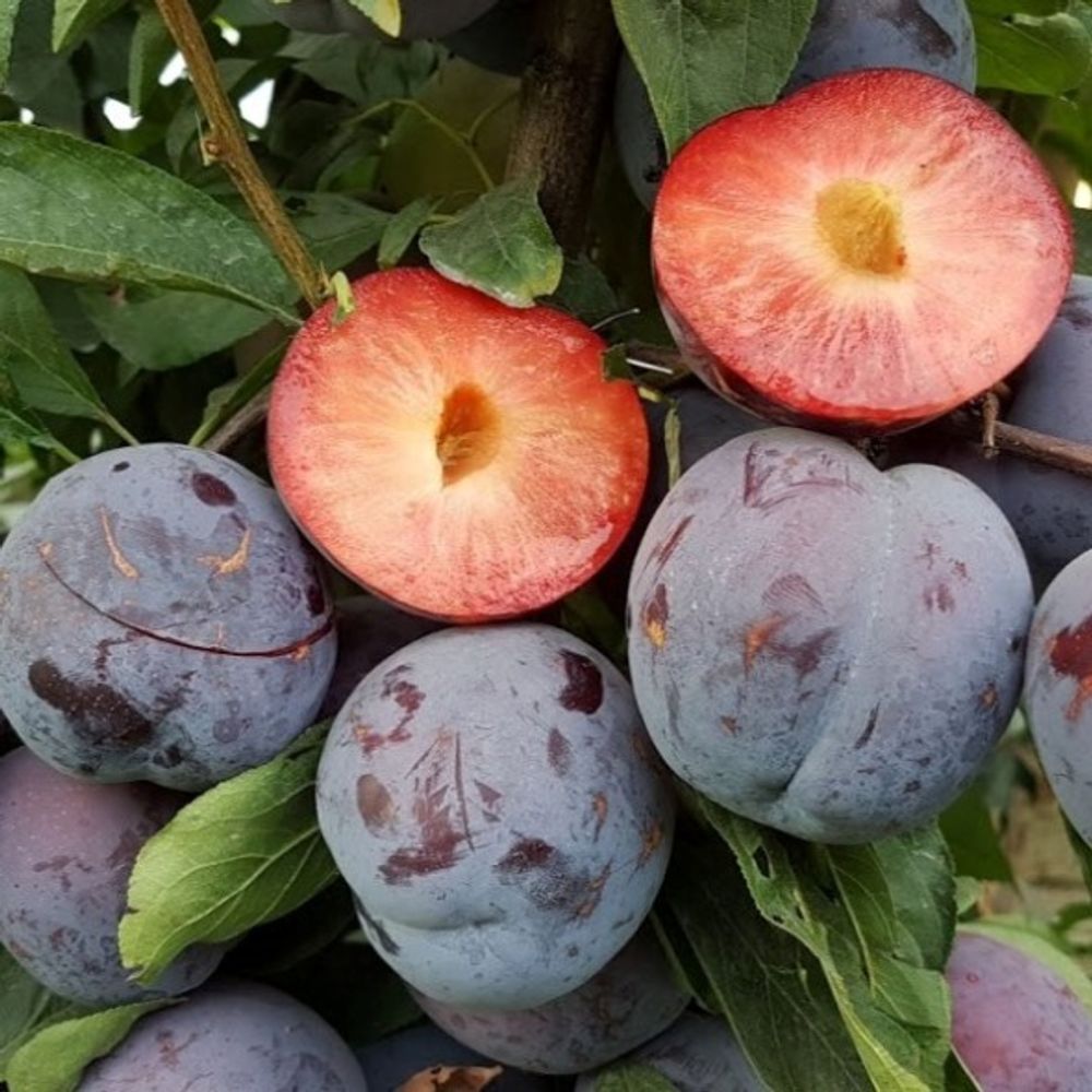 Слива гигант бербанк. Слива блюфри. Слива гигант (синий гигант, топ гигант). Слива эмпресс. Слива чачакская ранняя.